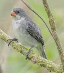 White-Bellied Seedeater photo 2