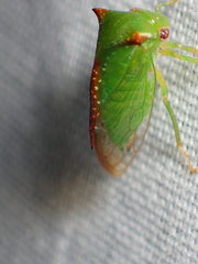 Stictocephala militaris