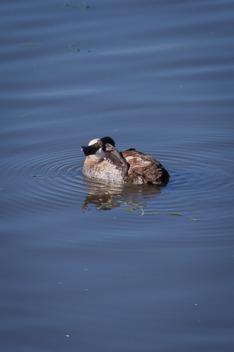 iNaturalist observation photo of Ruddy Duck