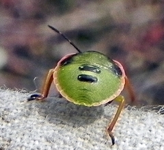 Chlorochroa persimilis