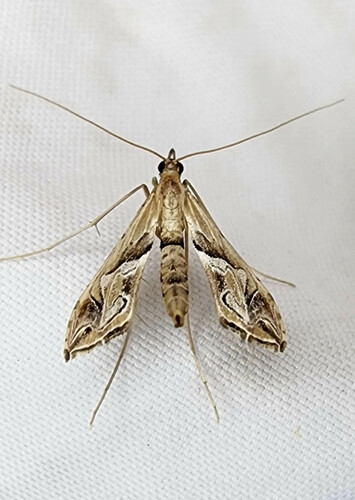 Eastern Lineodes Moth photo 2