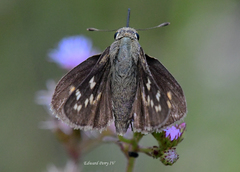 Hesperia attalus slossonae
