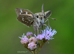 Hesperia attalus slossonae