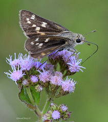 Hesperia attalus slossonae