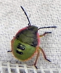 Chlorochroa persimilis