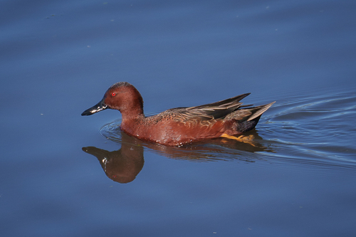 iNaturalist observation photo of Cinnamon Teal