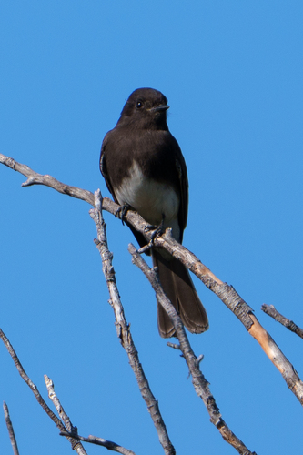 iNaturalist observation photo of Black Phoebe