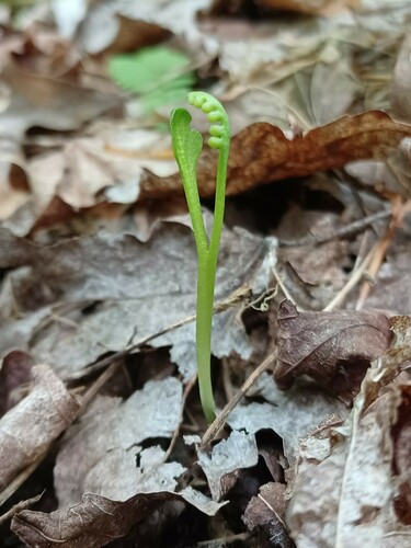 Botrychium tenebrosum (Botrychium tenebrosum)