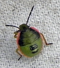 Chlorochroa persimilis