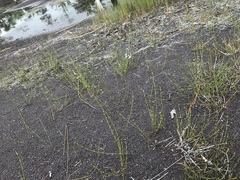 Equisetum variegatum