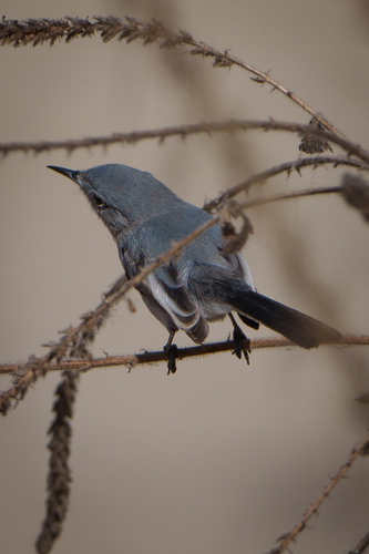 iNaturalist observation photo of Blue-gray Gnatcatcher