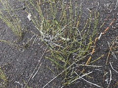 Equisetum variegatum