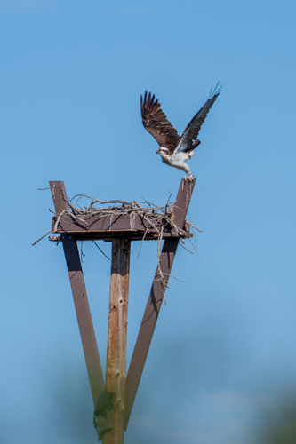 iNaturalist observation photo of Osprey