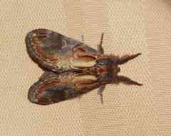 Notodonta scitipennis