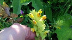 Rhinanthus alectorolophus