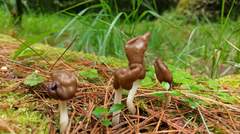Helvella elastica
