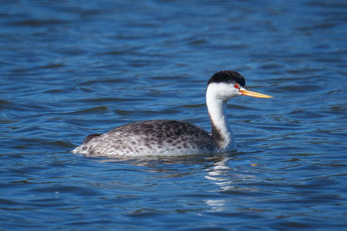 iNaturalist observation photo of Clark's Grebe