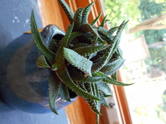Haworthia