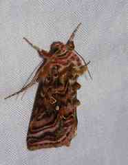 Autographa mappa