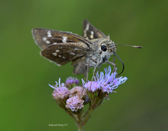 Hesperia attalus slossonae