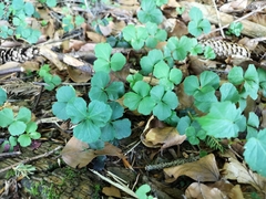 Cardamine trifolia