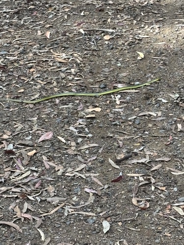 Common Tree Snake sighting