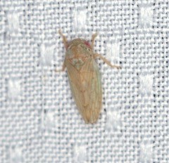 Polana quadrinotata