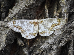 Biston panterinaria