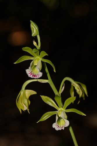 hooded orchid (Galeandra bicarinata)