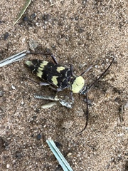 Megacyllene antennata