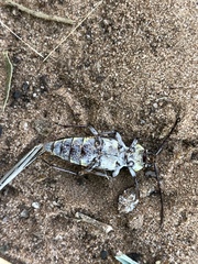 Megacyllene antennata