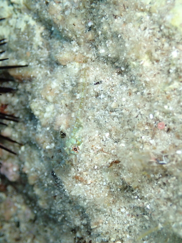 Tripterygion tripteronotum