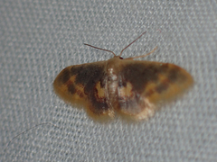 Idaea scintillularia