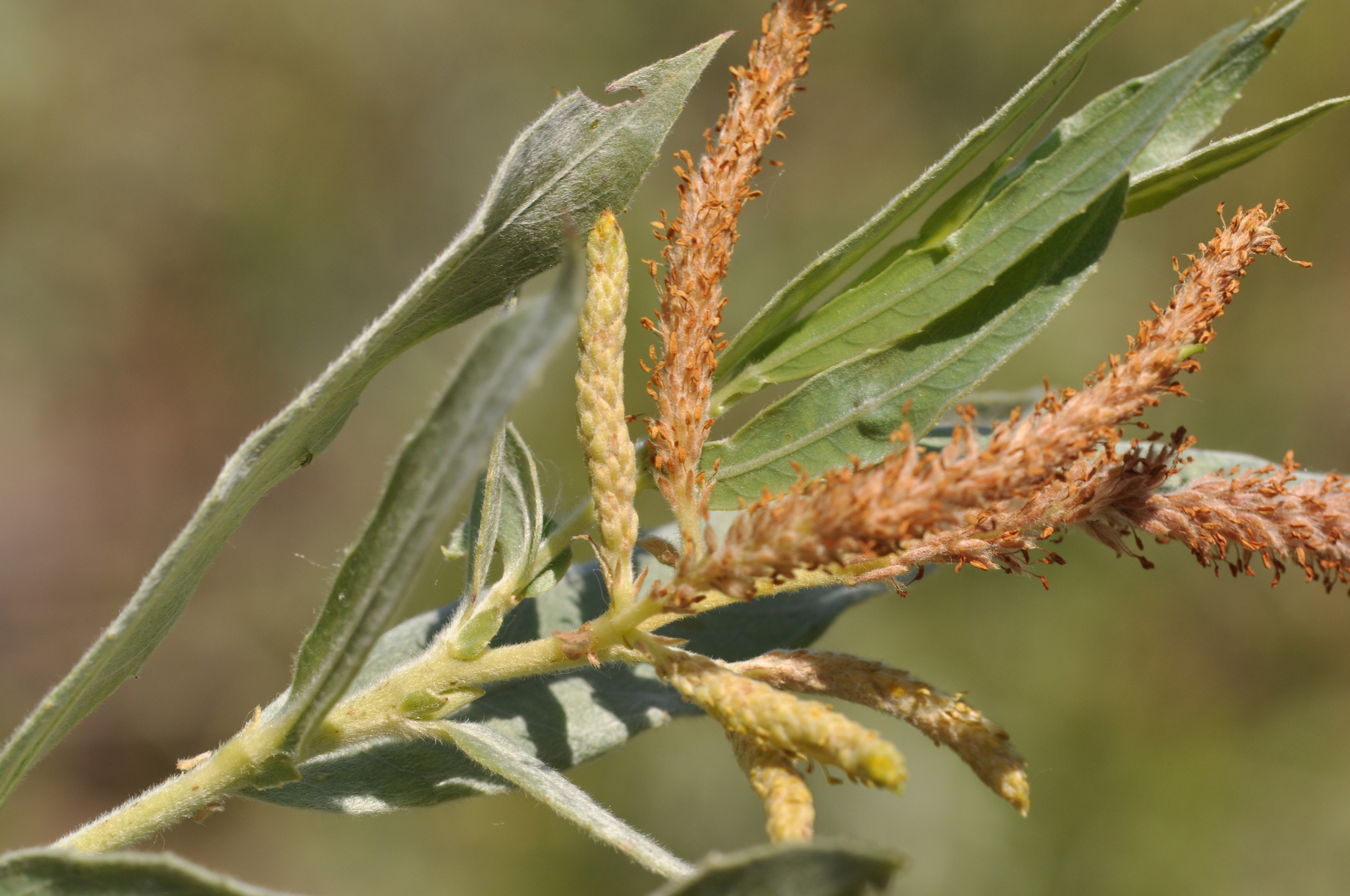 Salix sessilifolia