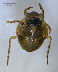 Gelastocoris