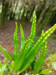 Lepisorus monilisorus