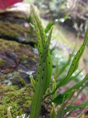 Lepisorus monilisorus