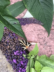 Euplagia quadripunctaria