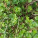 Broad-leaf Raspwort - Photo (c) David Spencer Muirhead, some rights reserved (CC BY-NC), uploaded by David Spencer Muirhead