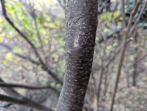 Image of Ptelea crenulata by (c) Alexander Wentworth, some rights reserved (CC BY)