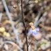 Lobelia cleistogamoides 2