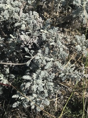 Artemisia vallesiaca