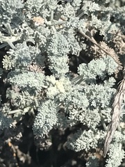Artemisia vallesiaca