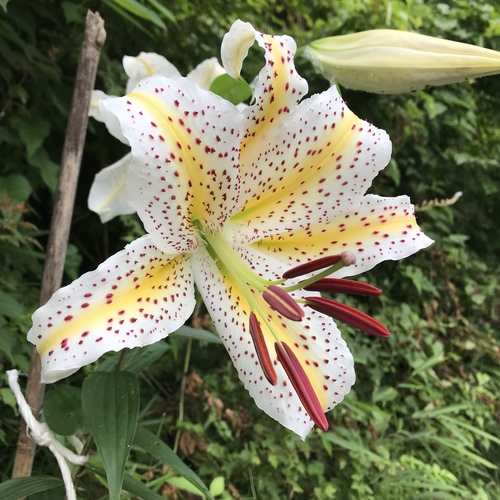 Lilium auratum Lindl.