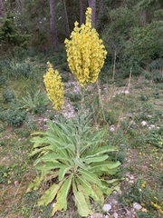 Verbascum speciosum