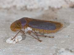 Oncometopia hamiltoni