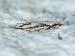 Melanocinclis lineigera