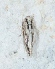 Melanocinclis lineigera