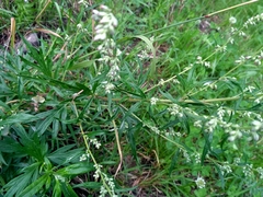 Artemisia vulgaris