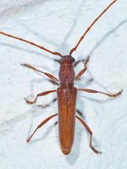 Aneflomorpha seminuda